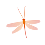 蜻蜓