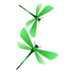 蜻蜓