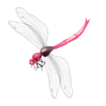 蜻蜓