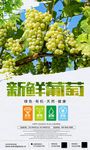 时尚大气新鲜葡萄水果海报