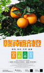 赣南脐橙水果海报设计