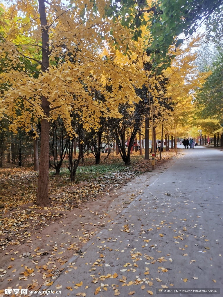 秋天 黄叶 落满地