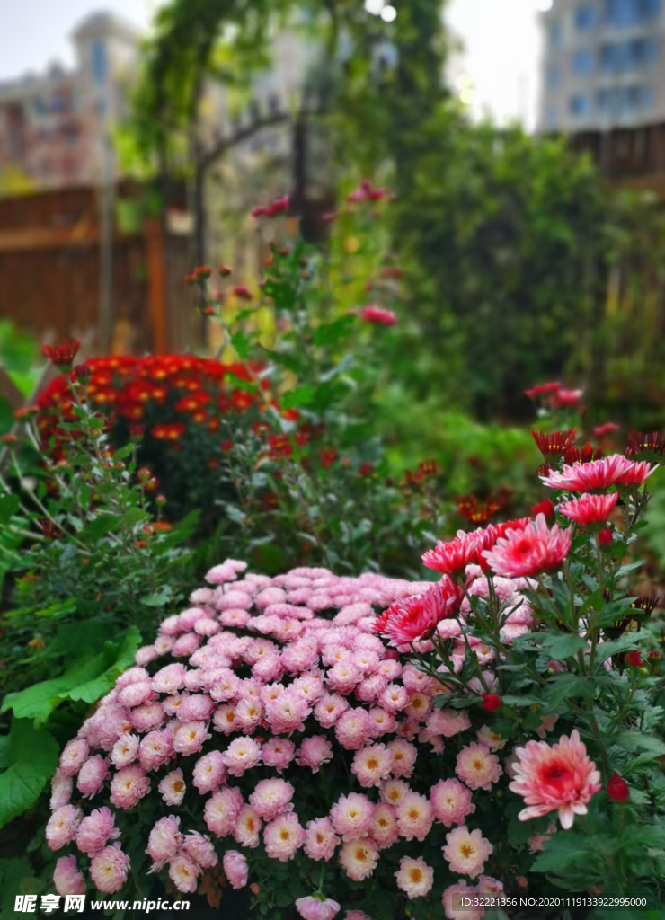 花卉 小雏菊