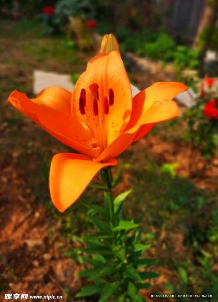 鲜花 花百合花