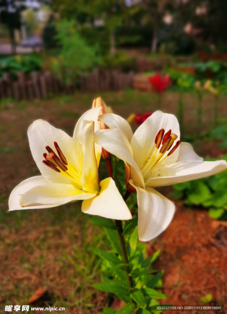 花百合花