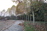 公园小道