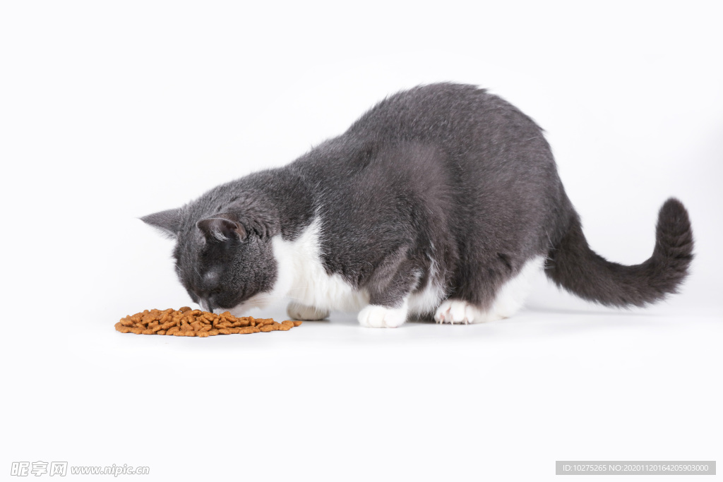 蓝白英短吃猫粮