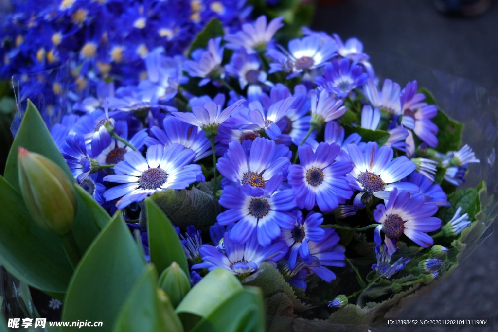 蓝色优雅的瓜叶菊