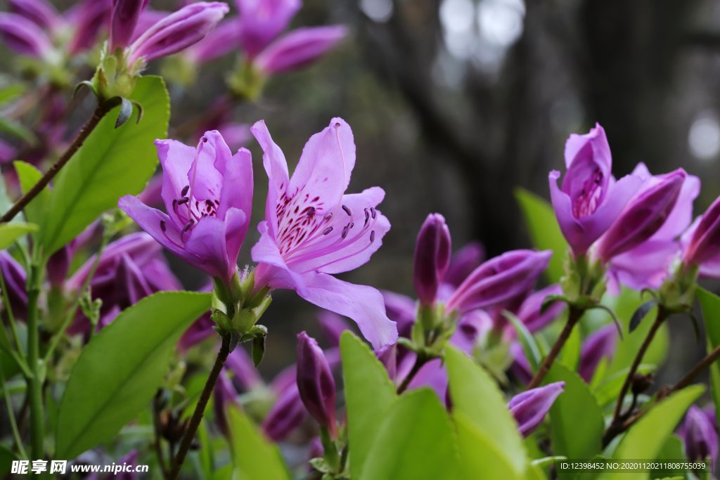 鲜艳欲滴杜鹃花