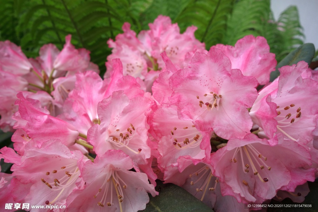 鲜艳欲滴杜鹃花