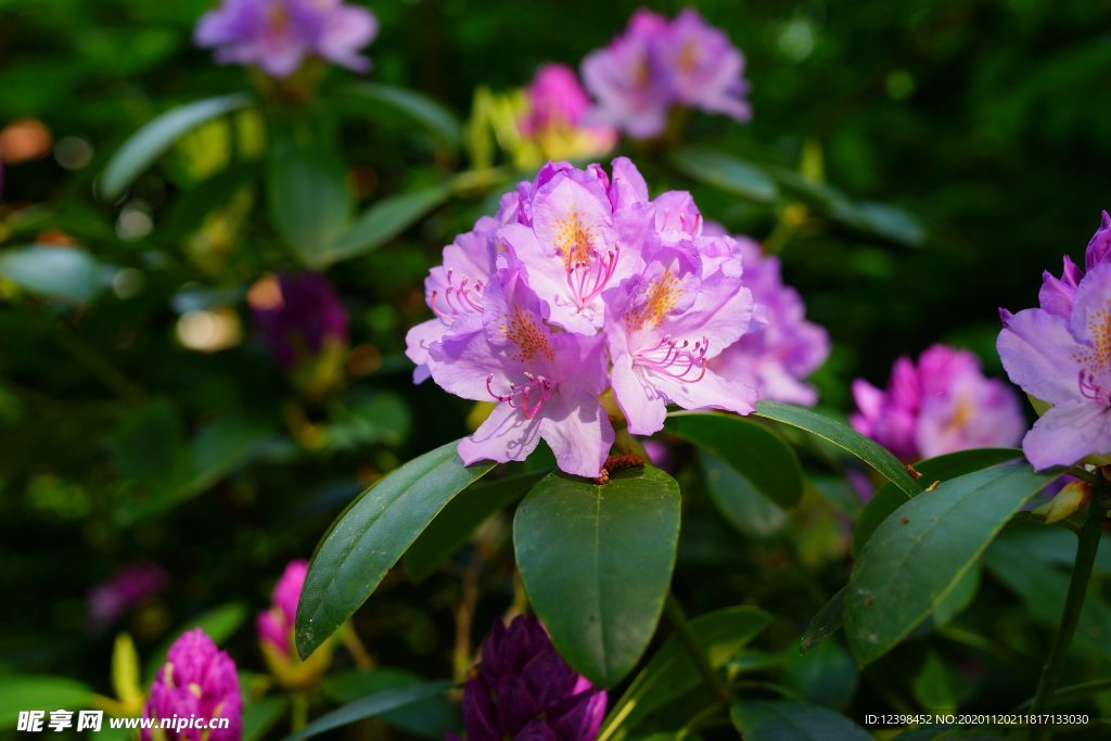 鲜艳欲滴杜鹃花