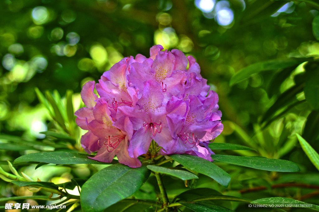 鲜艳欲滴杜鹃花