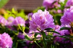鲜艳欲滴杜鹃花