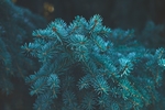 松树树枝松针植物背景