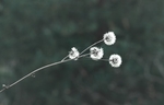 白色花朵绿叶植物背景
