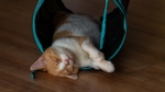 家猫