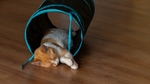 家猫