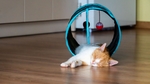 家猫