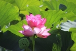 莲花