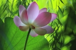 莲花