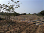 香草基地