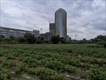 香草基地