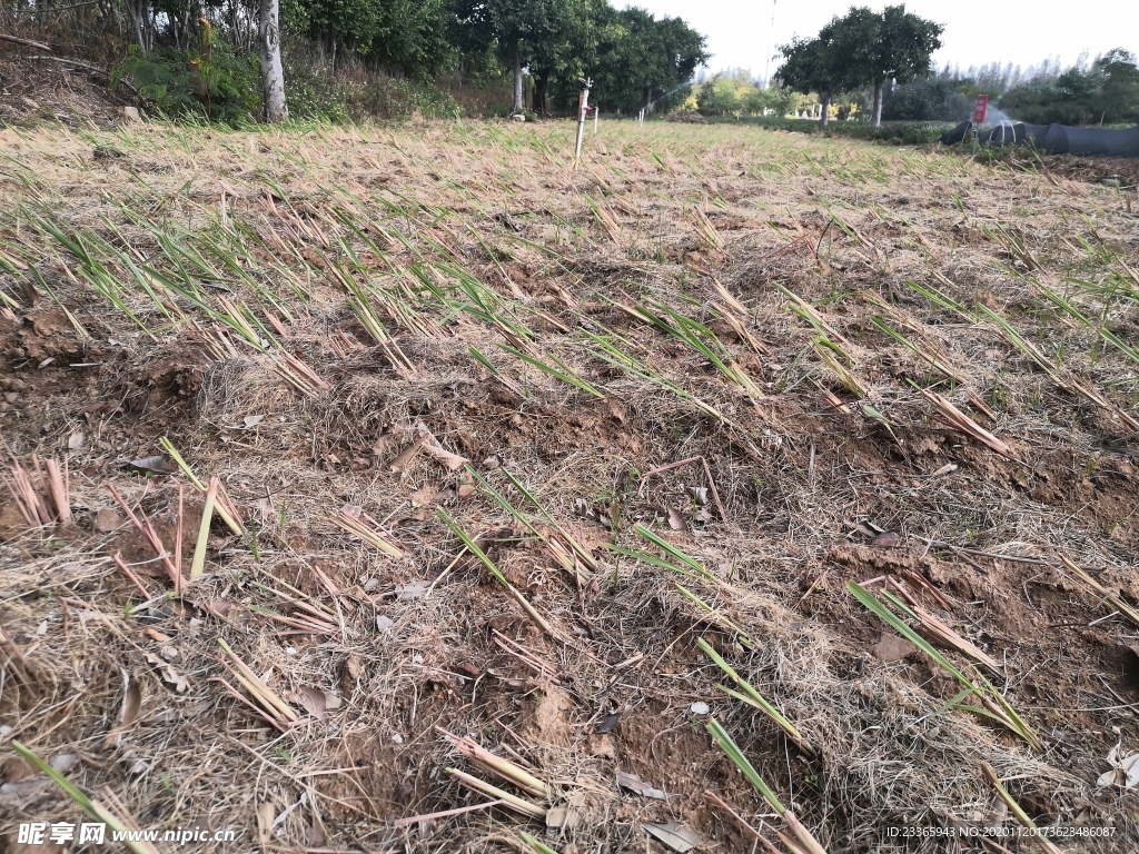 柠檬香茅种植