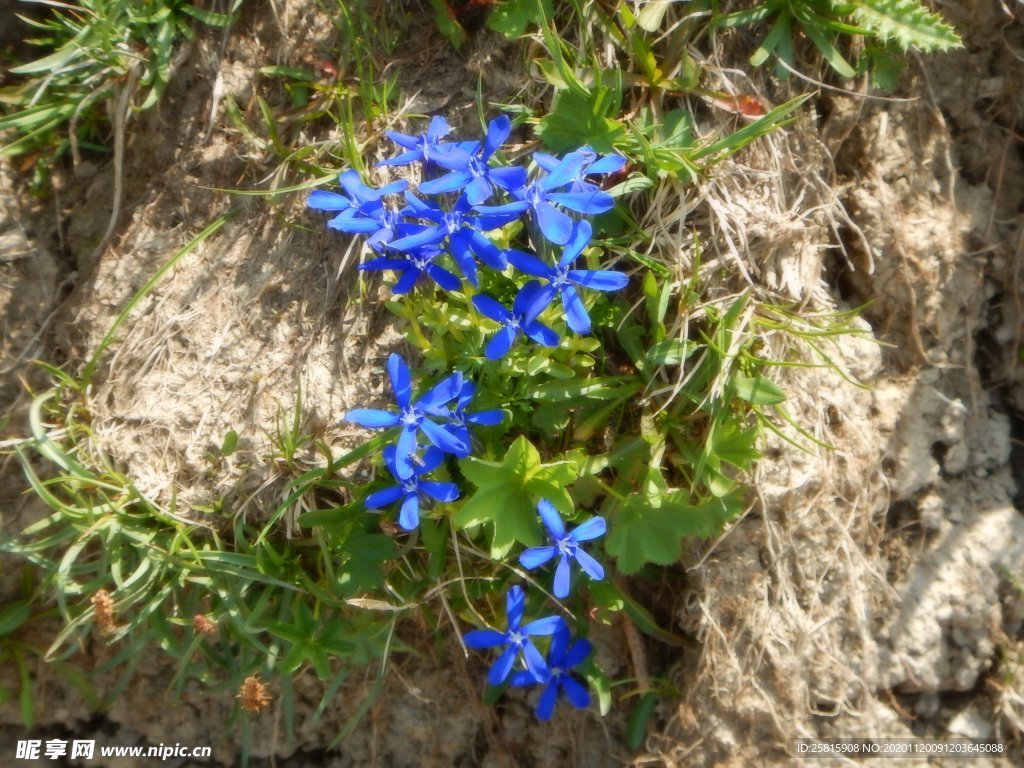 龙胆花