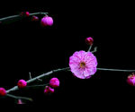 红梅花