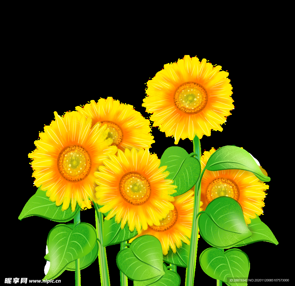 向日葵