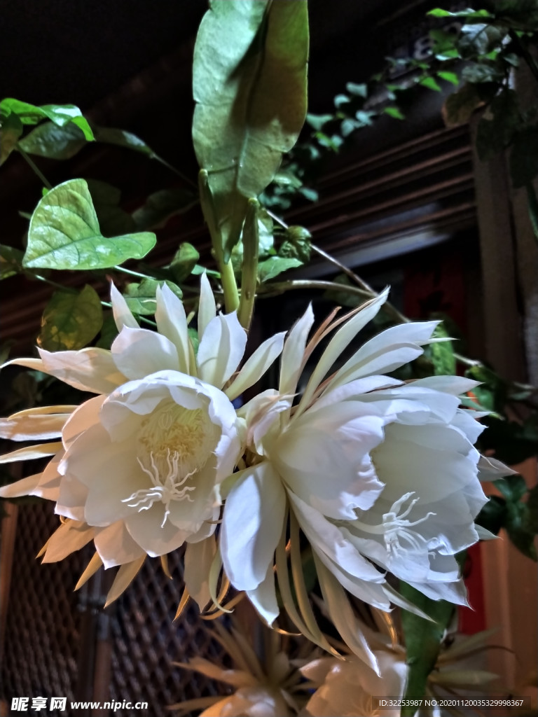 昙花