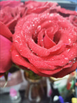 玫瑰花