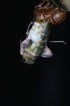 金蝉脱壳