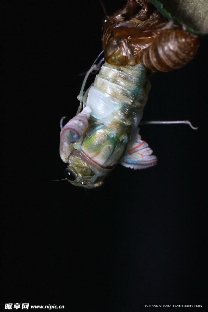 金蝉脱壳