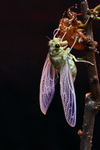 蝉