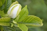 栀子花