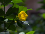 黄蝉花