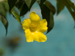 黄蝉花