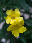 黄蝉花