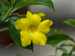 黄蝉花