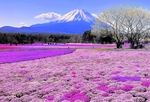 日本富士山