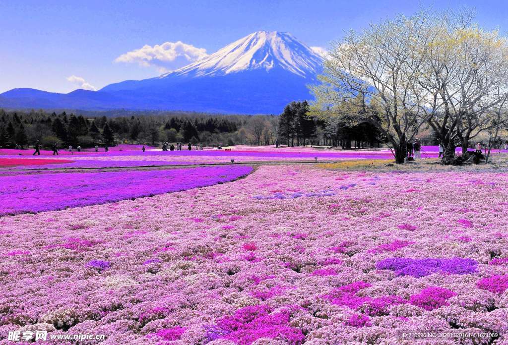 日本富士山