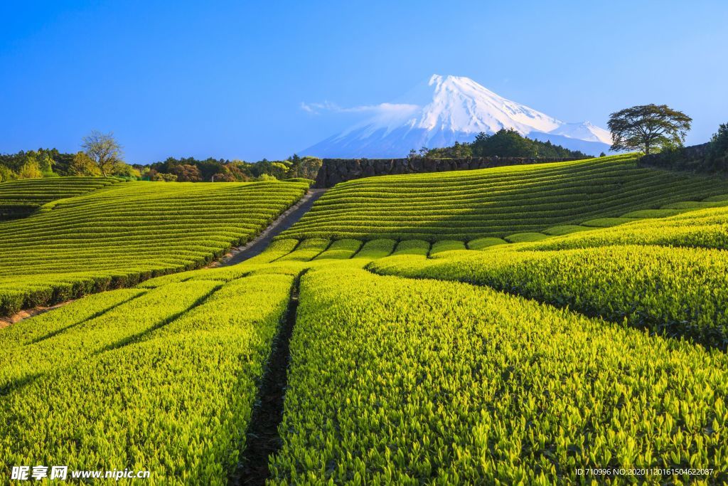 日本富士山