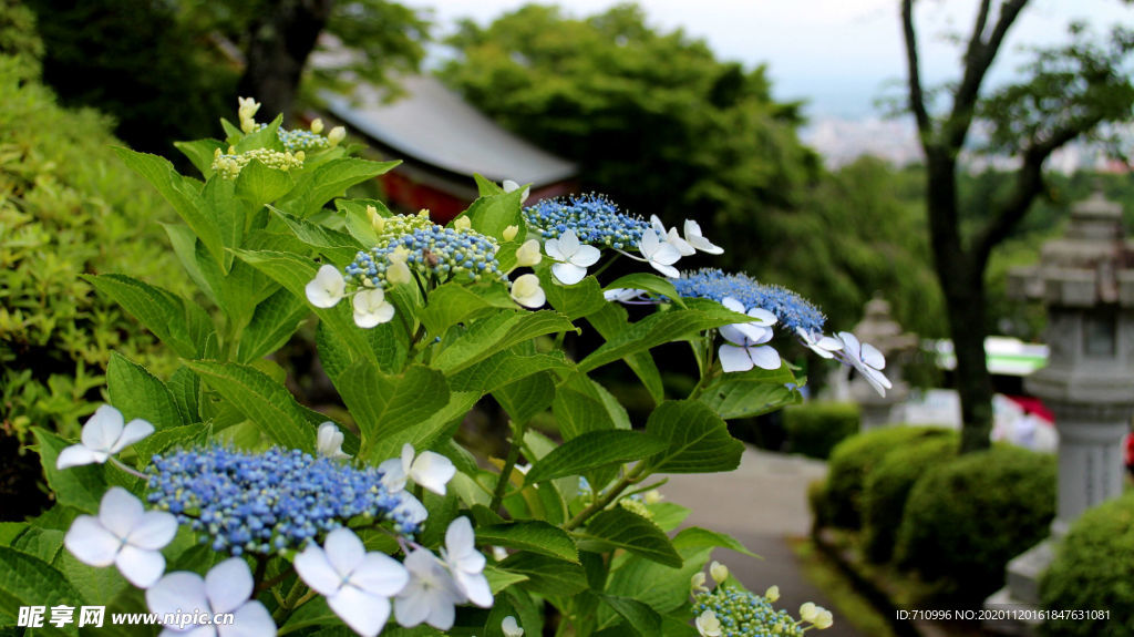 日本河口湖