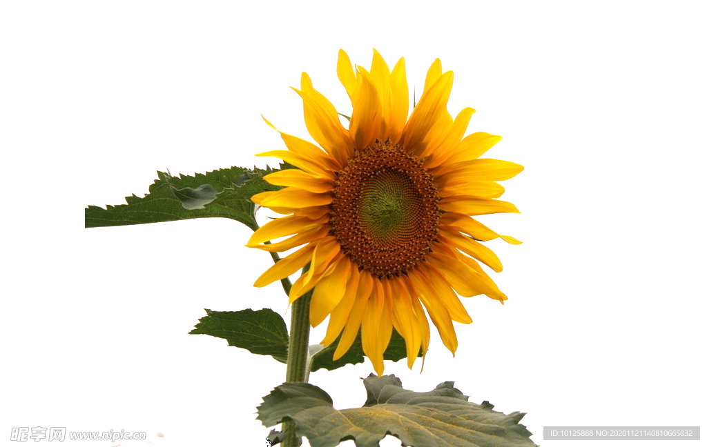 花 矢量花 小碎花