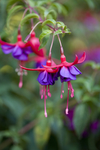 花 矢量花 小碎花