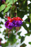 花 矢量花 小碎花