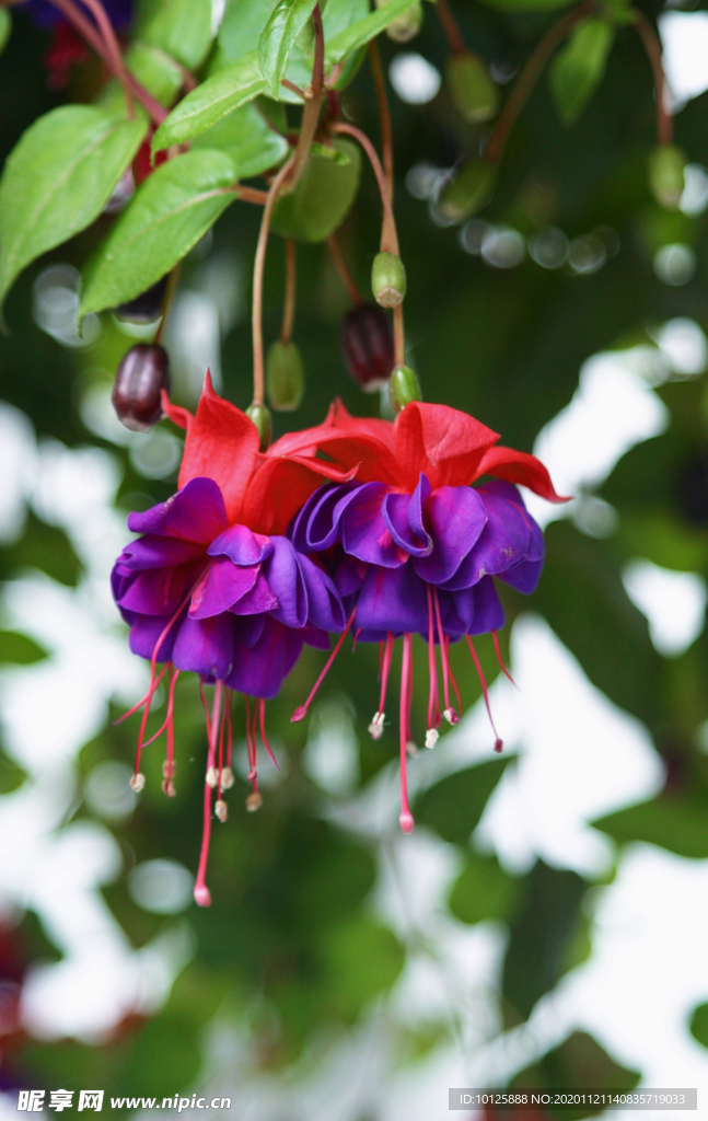 花 矢量花 小碎花