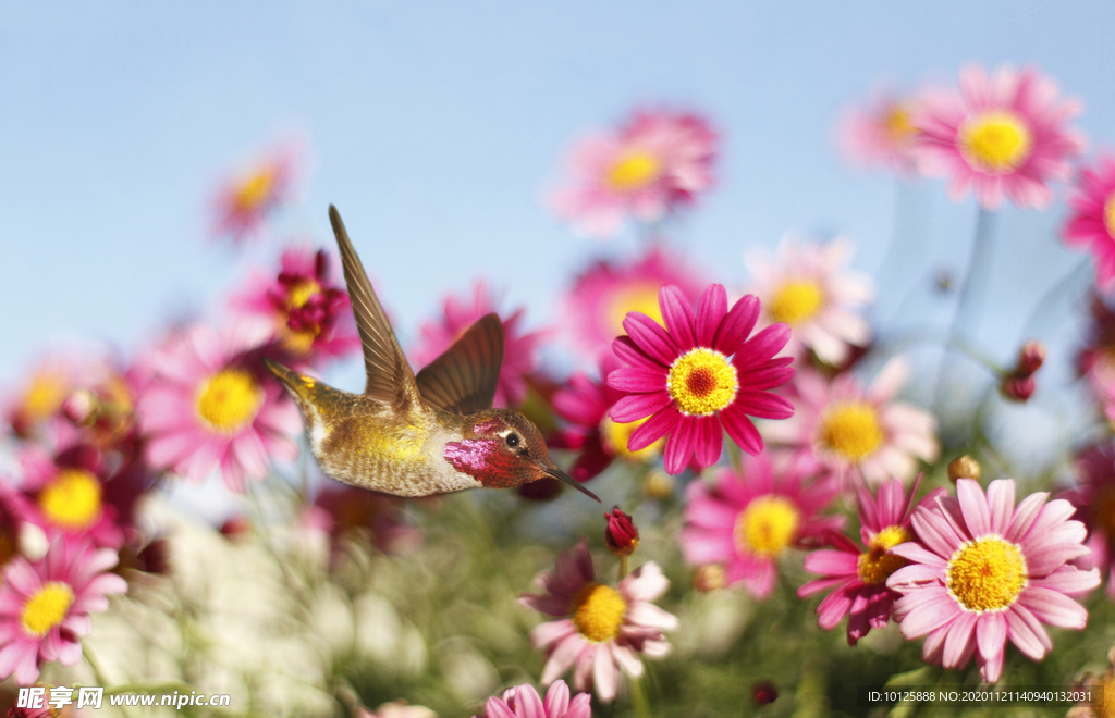 花 矢量花 小碎花