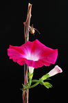 花 矢量花 小碎花